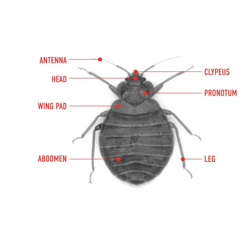 What bed bugs look like