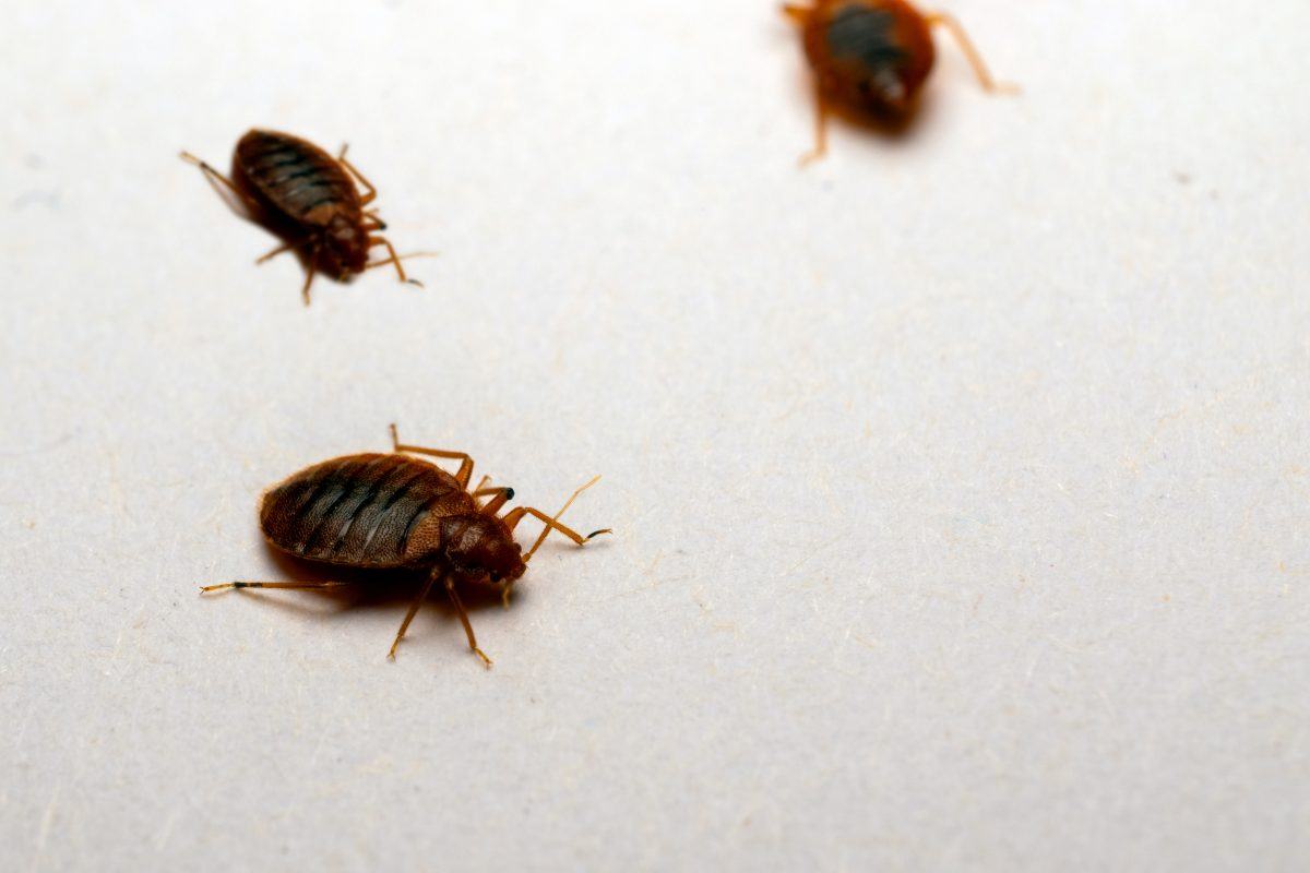 Disinfestazione ecologica contro le cimici da letto: perché il calore è la scelta sostenibile?