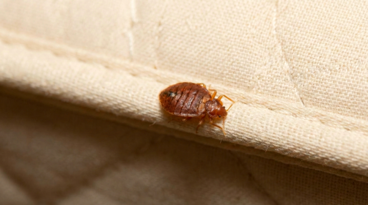Trattamento termico o insetticidi? Cosa scegliere contro le cimici da letto